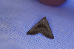 Dichromodes leptozona