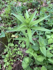 Lilieae