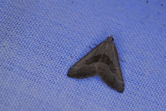 Dichromodes leptozona