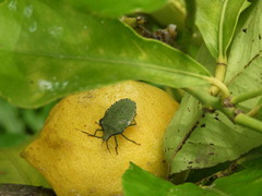 Biprorulus bibax