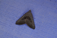 Dichromodes leptozona