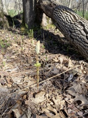 Equisetum sylvaticum