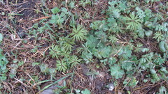 Anemonoides caerulea