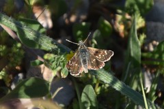 Spialia