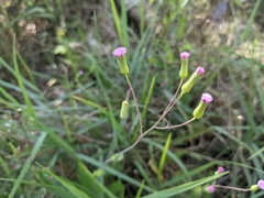 Emilia sonchifolia image