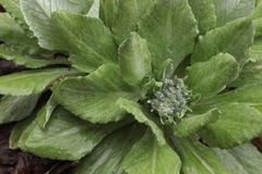 Primula halleri