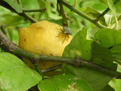 Biprorulus bibax