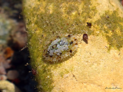 Nacellidae