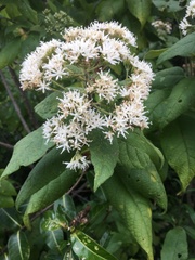 Eupatorieae