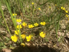 Potentilla incana
