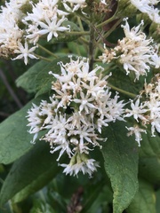 Eupatorieae