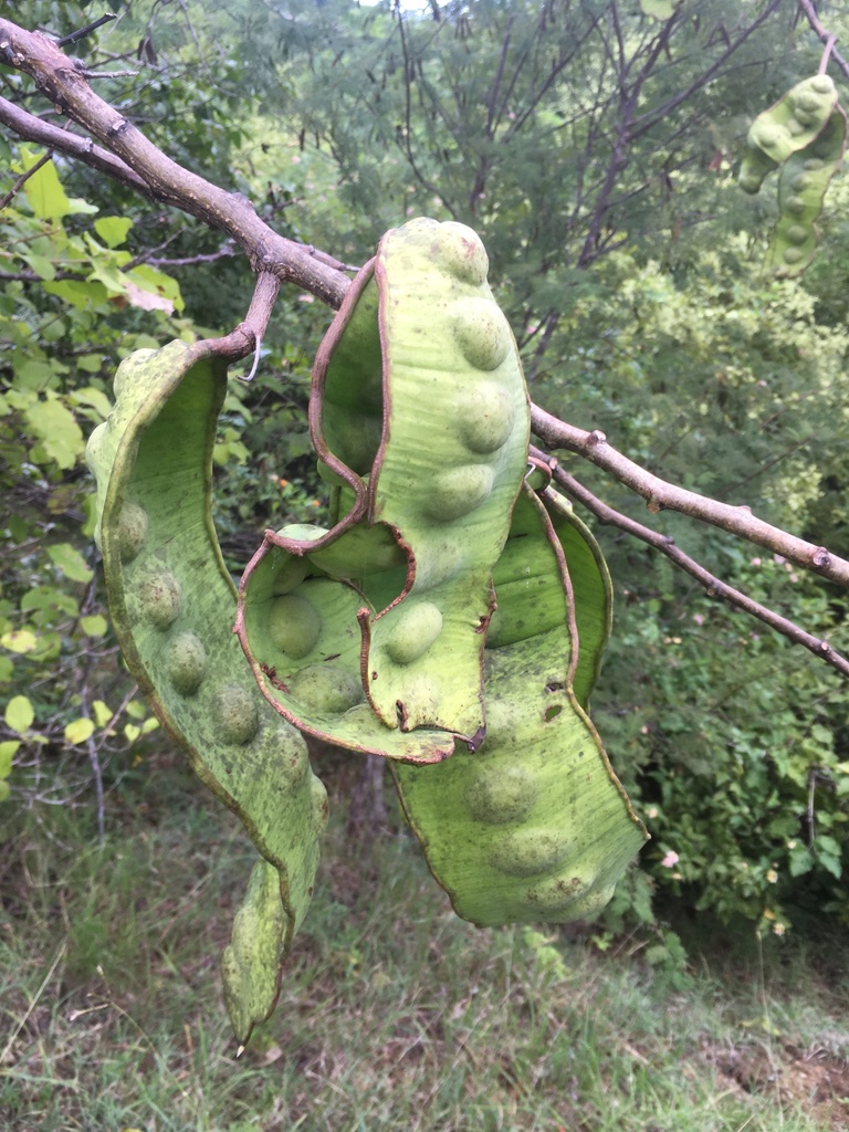 Entada leptostachya
