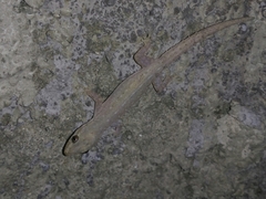Hemidactylus frenatus