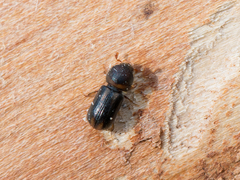 Trypodendron lineatum