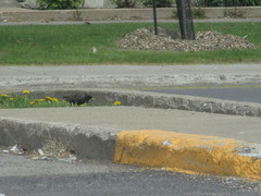 Sturnus vulgaris