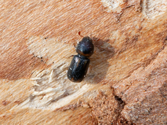 Trypodendron lineatum