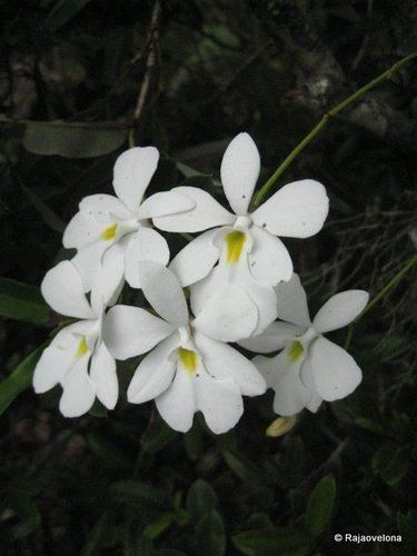 Oeonia