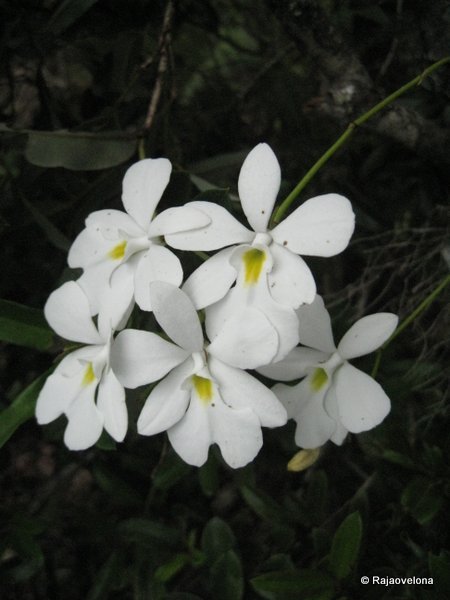 Oeonia