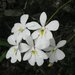 Oeonia volucris - Photo (c) Landy Rita,  זכויות יוצרים חלקיות (CC BY-NC), הועלה על ידי Landy Rita