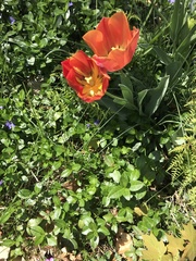 Tulipa