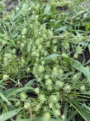 Ceratocephala testiculata