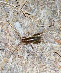 Ceuthophilus californianus