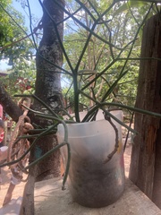 Euphorbia tirucalli