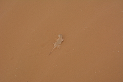 Phrynocephalus mystaceus