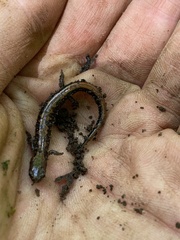 Plethodon dorsalis