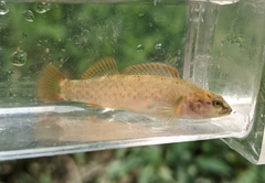 Bloodfin Darter photo 4