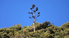 Agave gentryi
