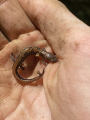 Plethodon dorsalis