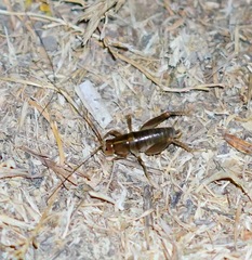 Ceuthophilus californianus