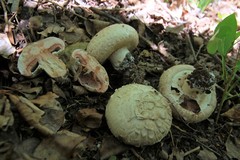 Agaricus subfloccosus