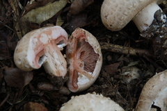 Agaricus subfloccosus