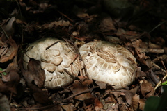 Agaricus subfloccosus