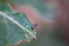 Diptera