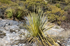 Dasylirion cedrosanum