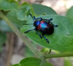 Platycorynus undatus