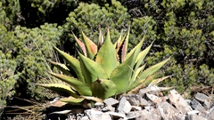 Agave gentryi