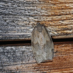 Choristoneura fractivittana