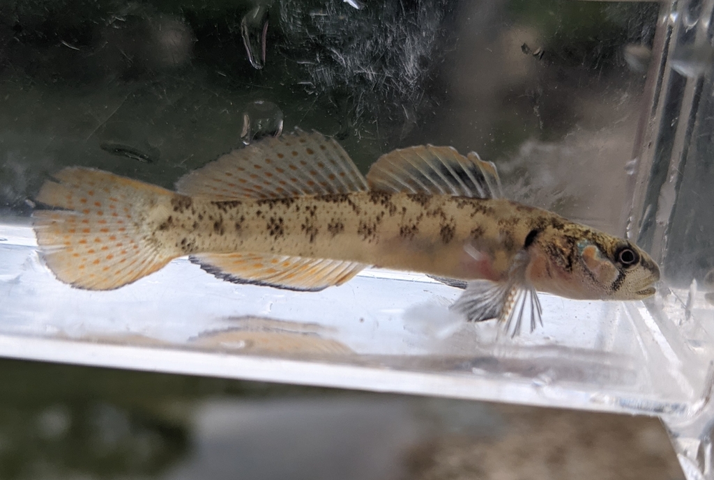Teardrop Darter