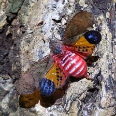 Penthicodes pulchellus