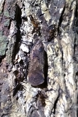 Penthicodes pulchellus
