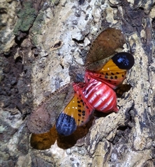Penthicodes pulchellus