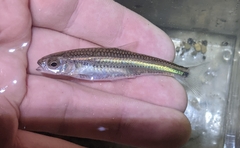 Notropis telescopus