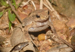 Ingerophrynus parvus