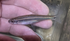 Notropis telescopus