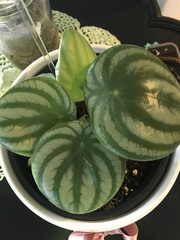 Peperomia argyreia