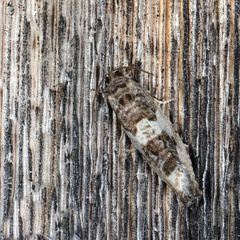 Pseudosciaphila duplex